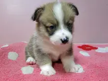 ウェルシュ・コーギー・ペンブローク