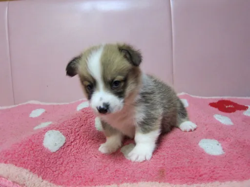 ウェルシュ・コーギー・ペンブロークのサムネイル画像3