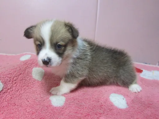 ウェルシュ・コーギー・ペンブロークのサムネイル画像4