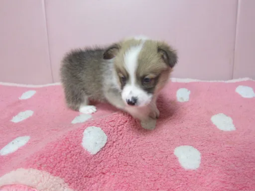 ウェルシュ・コーギー・ペンブロークのサムネイル画像5