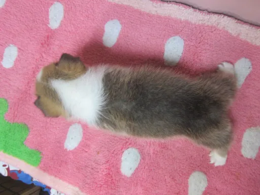 ウェルシュ・コーギー・ペンブロークのサムネイル画像6