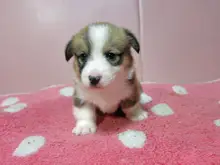 ウェルシュ・コーギー・ペンブローク