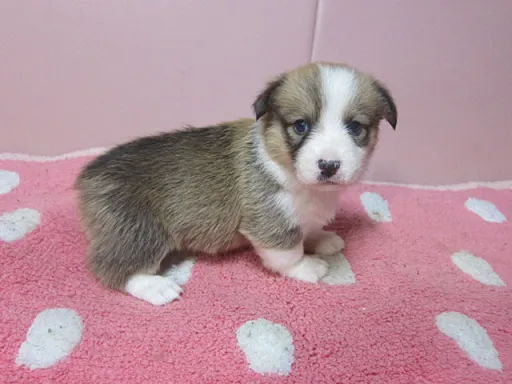 ウェルシュ・コーギー・ペンブロークのサムネイル画像3