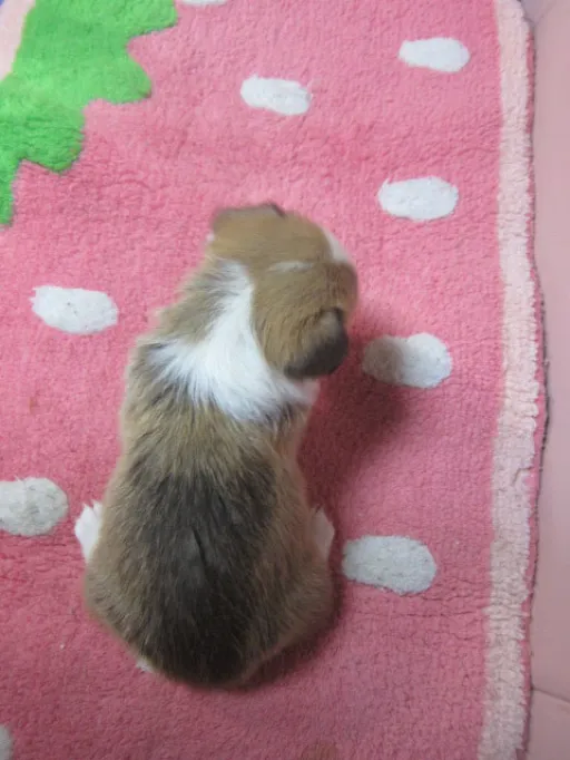 ウェルシュ・コーギー・ペンブロークのサムネイル画像6