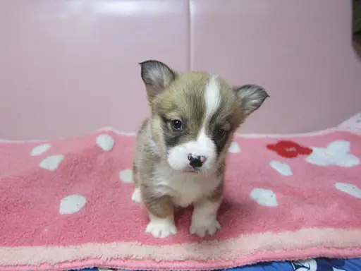ウェルシュ・コーギー・ペンブロークの子犬販売
