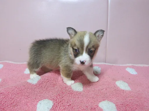 ウェルシュ・コーギー・ペンブロークのサムネイル画像2