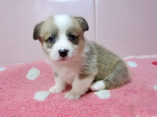 ウェルシュ・コーギー・ペンブロークの子犬販売