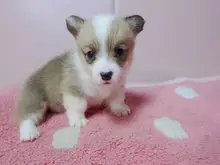 ウェルシュ・コーギー・ペンブローク