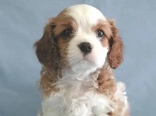 キャバリア・キング・チャールズ・スパニエルの子犬販売