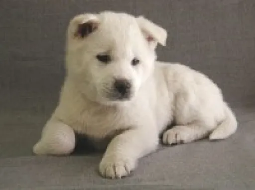 紀州犬の子犬販売