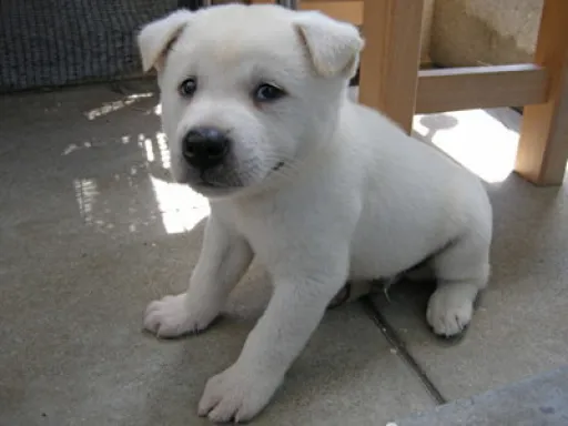 紀州犬のサムネイル画像2