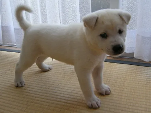 紀州犬のサムネイル画像3