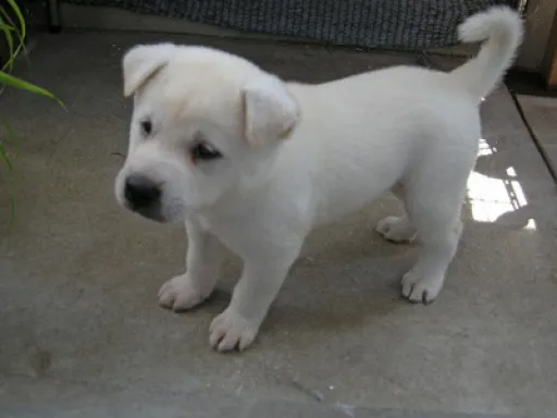 紀州犬のサムネイル画像4