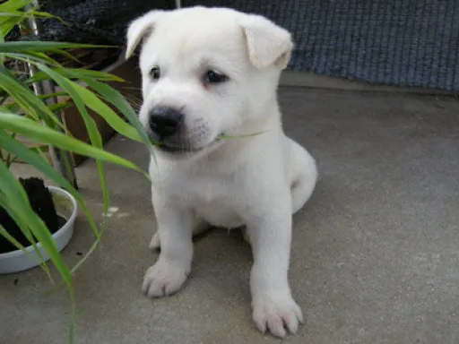 紀州犬のサムネイル画像5