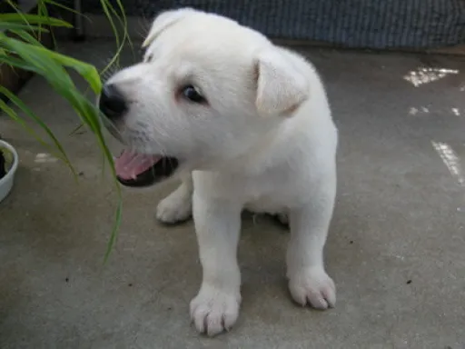 紀州犬のサムネイル画像6