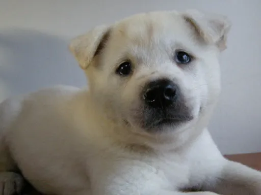 紀州犬のサムネイル画像7