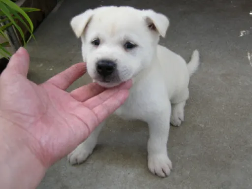 紀州犬のサムネイル画像8