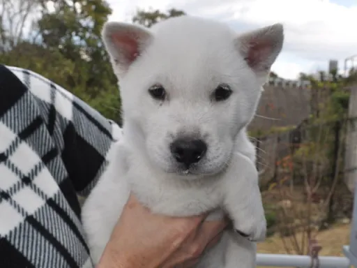 紀州犬のサムネイル画像1
