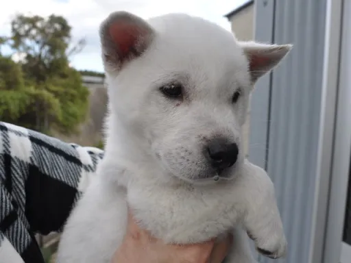 紀州犬のサムネイル画像2