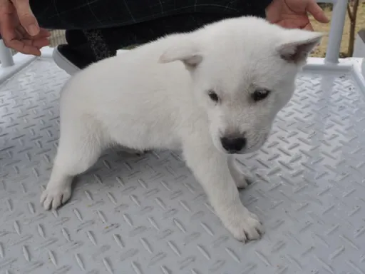 紀州犬のサムネイル画像3