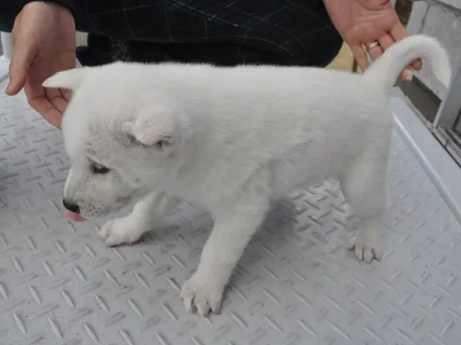 紀州犬のサムネイル画像4