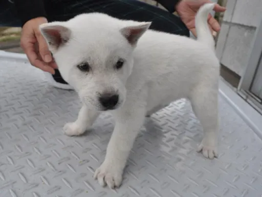 紀州犬のサムネイル画像6