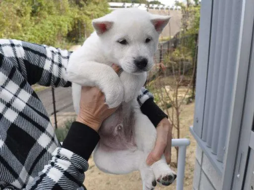 紀州犬のサムネイル画像2