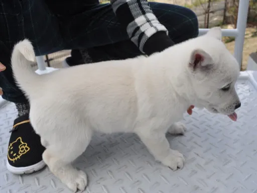 紀州犬のサムネイル画像3