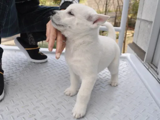 紀州犬のサムネイル画像4