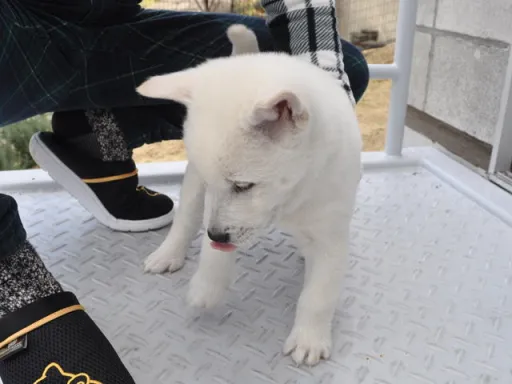 紀州犬のサムネイル画像5