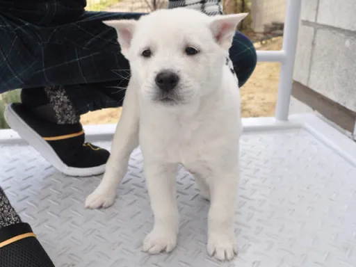 紀州犬のサムネイル画像6