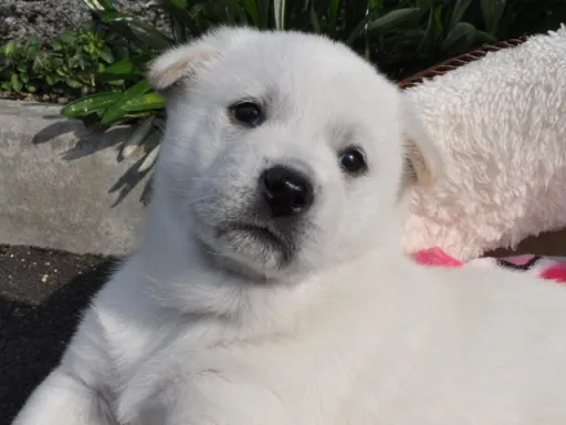 紀州犬のサムネイル画像1