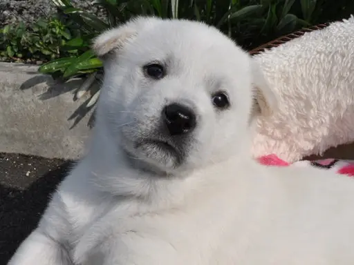 紀州犬の子犬販売