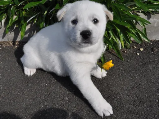 紀州犬のサムネイル画像2