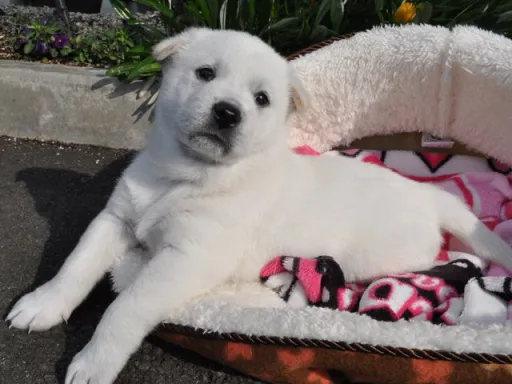 紀州犬のサムネイル画像3