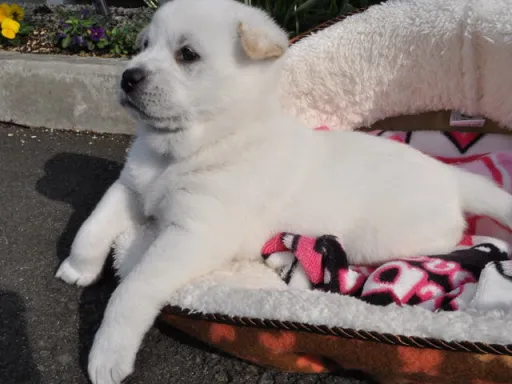 紀州犬のサムネイル画像4