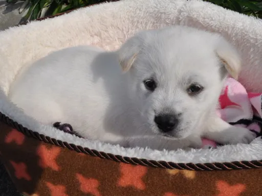 紀州犬のサムネイル画像5