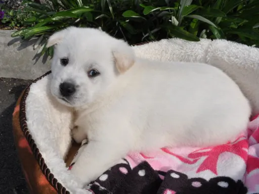 紀州犬のサムネイル画像6