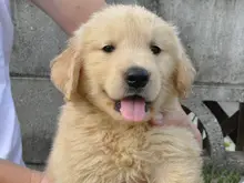 ゴールデン・レトリーバー