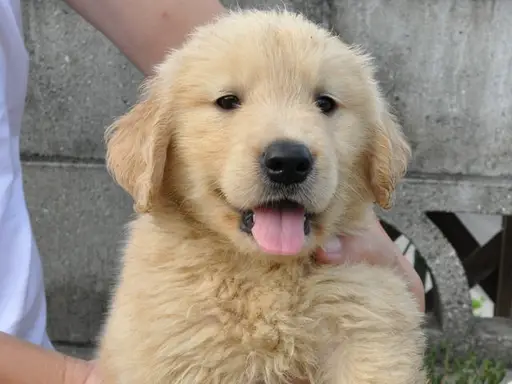 ゴールデン・レトリーバーの子犬販売