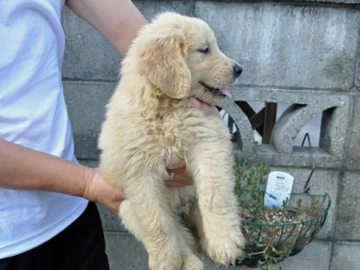 ゴールデン・レトリーバーの子犬販売