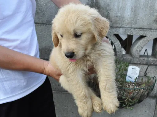 ゴールデン・レトリーバーの子犬販売