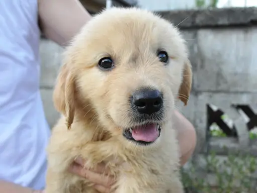 ゴールデン・レトリーバーの子犬販売