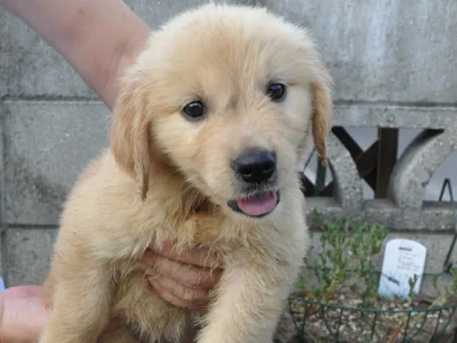 ゴールデン・レトリーバーの子犬販売