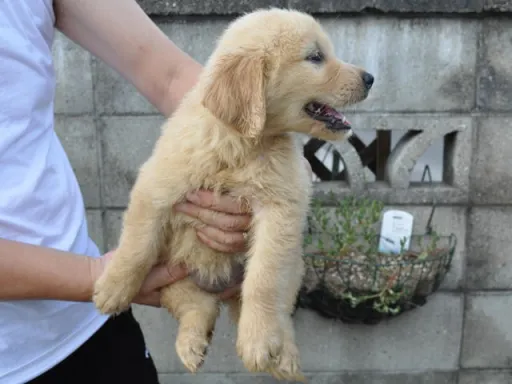 ゴールデン・レトリーバーの子犬販売