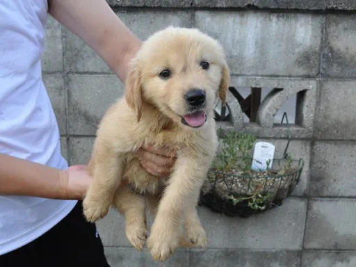 ゴールデン・レトリーバーの子犬販売