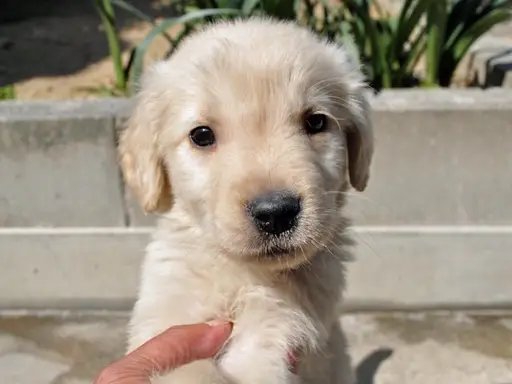 ゴールデン・レトリーバーの子犬販売