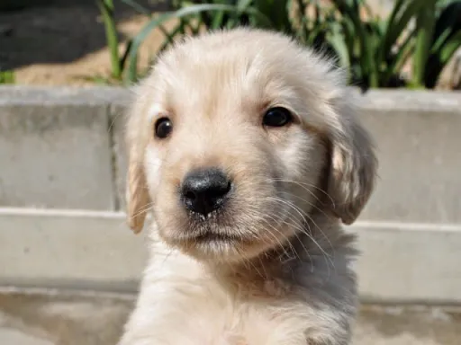ゴールデン・レトリーバーの子犬販売