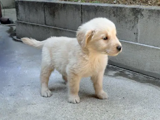 ゴールデン・レトリーバーの子犬販売