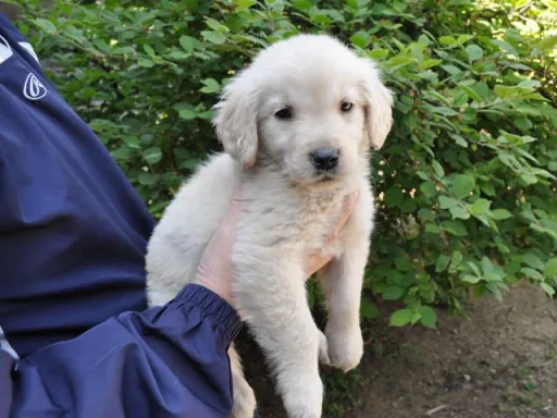 ゴールデン・レトリーバーの子犬販売